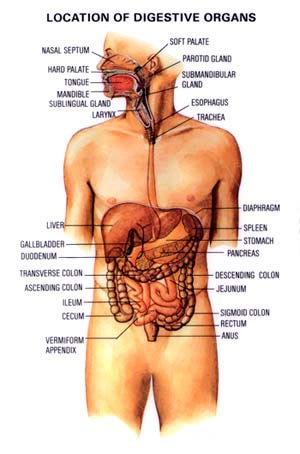 Digestive Organs